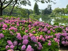 -金银湖国家城市湿地公园