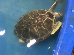 -梦幻海洋王国(吾悦广场张家港店)