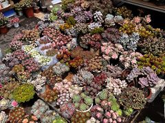 -苏州市皮市街花鸟工艺品市场