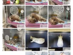 -北京观赏动物医院·24小时大型综合·猫专科·异宠专科