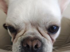 -怪兽屋·羊驼·猫咖·狗咖(俊华广场店)