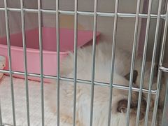 -嘉馨宠物医院·CT影像转诊·心脏科·犬猫全科诊疗中心(下沙大学城院区)