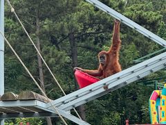 -西霞口神雕山野生动物世界