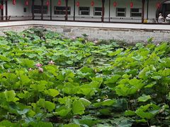 -上海醉白池公园