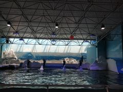 -秦皇岛乐岛海洋王国