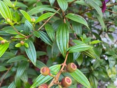 -广州白江湖森林公园