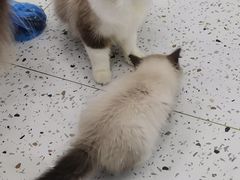 -猫域·湾主题猫咖·宠物吧(南坪城市广场店)
