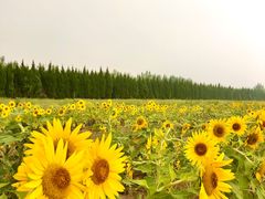 -汉长安城未央宫国家考古遗址公园