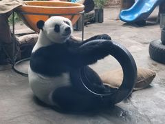 -石家庄市动物园