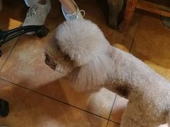 -more than meow吴止猫主题餐厅(承德 中船汇店)