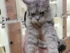 -十年猫舍·猫咪专门店(普陀店)