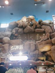 -卡通尼·Safari非洲探索乐园·生日会(金桥国际商业广场店)