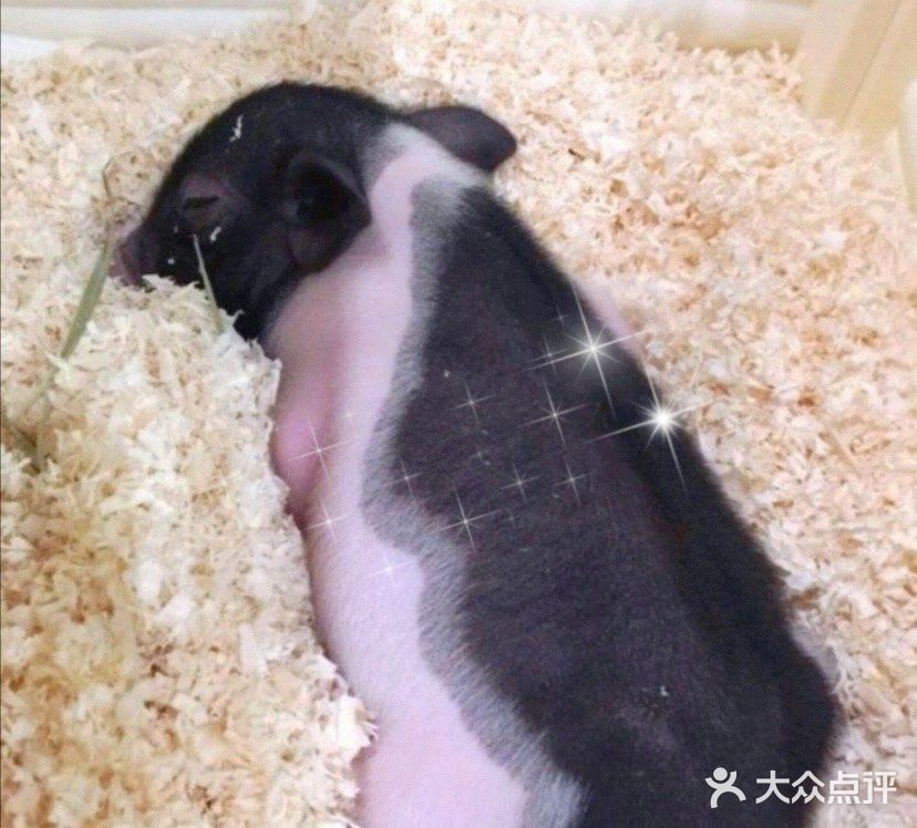 夏日推荐超级好看的萌宠馆｜PoiPoi