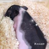 夏日推荐超级好看的萌宠馆｜PoiPoi