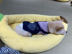 -逗柴咖啡屋·狗咖猫咖宠物桌游