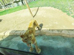 -北京野生动物园