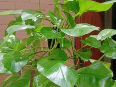 -城南往事·鲁菜济南菜(长清园博园恒大绿洲店)