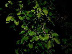 -欢乐牧场海鲜烤肉自助(牡丹园店)