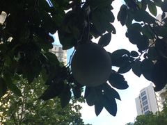 -新湖明珠城