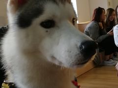 Prado-Husky Go! 哈士奇体验馆·宠物咖啡厅狗咖