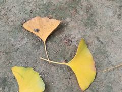 发黄的银杏叶，深秋时那叫一个美-钓鱼台国宾馆