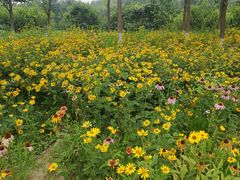 -永定河休闲森林公园