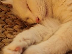 -Babycat私家御饼屋(龙头路一店)