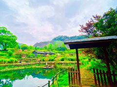 -桑洲油菜花景区