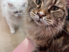 -1013 PET SHOP 宠物商店(近铁城市广场店)