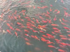 -逸山伍自转小火锅(纺织品店)