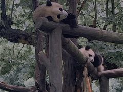 -都江堰中华大熊猫苑