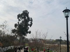 -三圣花乡旅游区