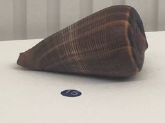 -青岛贝壳博物馆