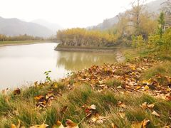 -千年银杏谷文化旅游区