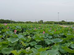 -嘉北郊野公园