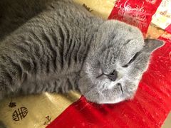 -芭比堂动物医院广州顽皮分院