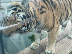 -西霞口神雕山野生动物世界