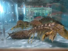 -尚海豆捞(乐虹坊店)