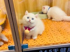 -欣宠猫屋·矮脚拿破仑·蓝金金渐层