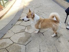 -帕帕拉兹宠物(亚洲旗舰店)