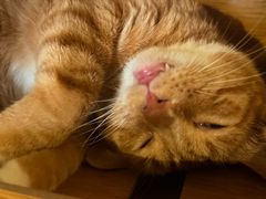 -猫猫幼稚园·撸猫·桌游·电玩