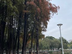 -金砂公园
