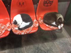 -猫咪博物馆(顶澳仔猫街店)