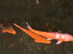 -上海浦东星河湾酒店