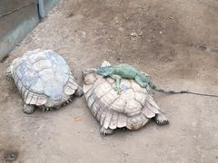 -西霞口神雕山野生动物世界