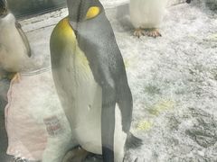 -大连圣亚海洋世界