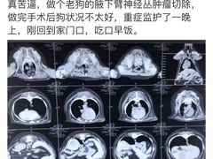 -北京派仕佳德动物医院·超导核磁·CT·神经科·骨科·内外科·急重症管理中心