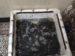 -邱氏胖泥鳅(大堰店)
