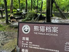 -都江堰中华大熊猫苑