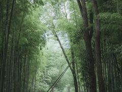 -云栖竹径